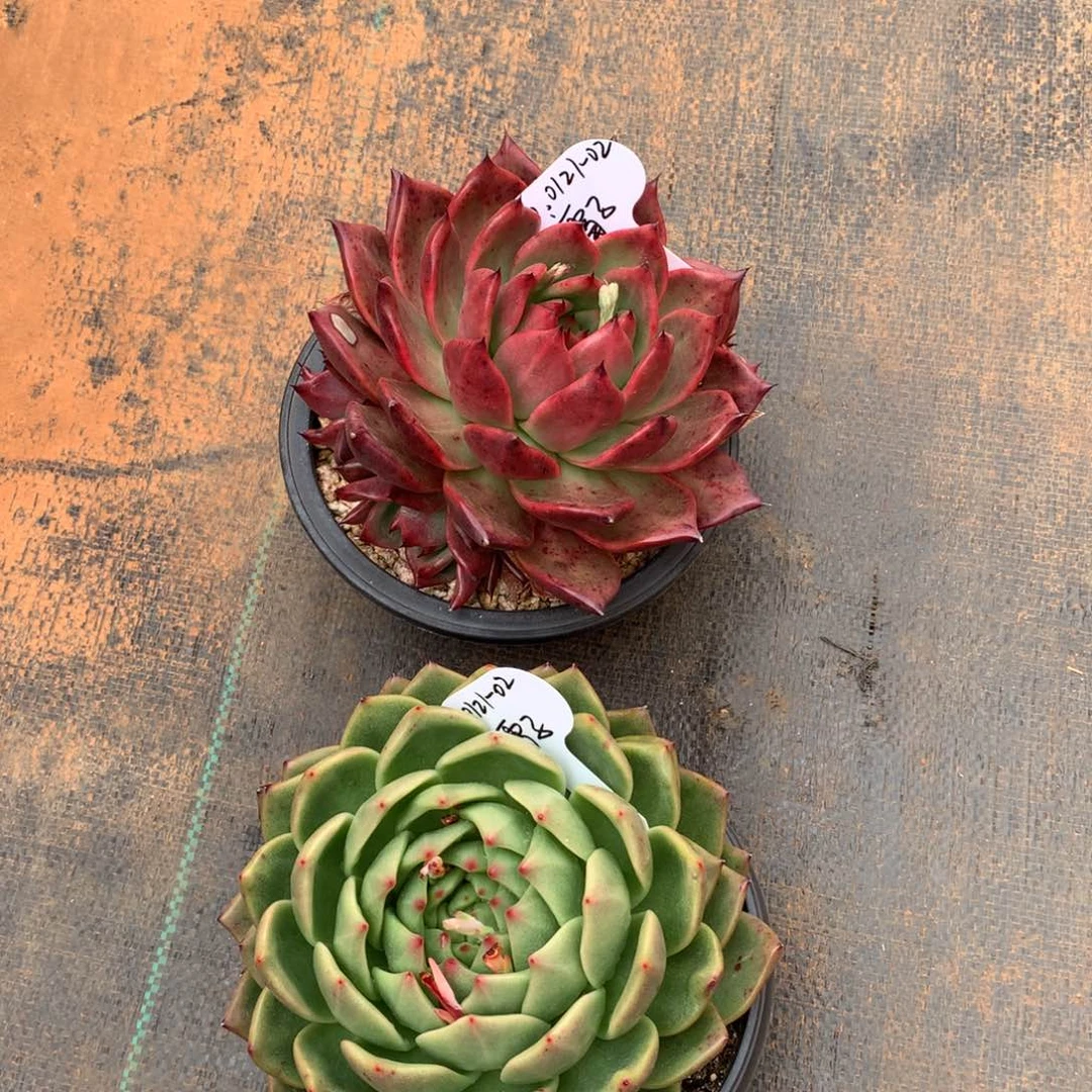 东云组拍0121-02（雪子）