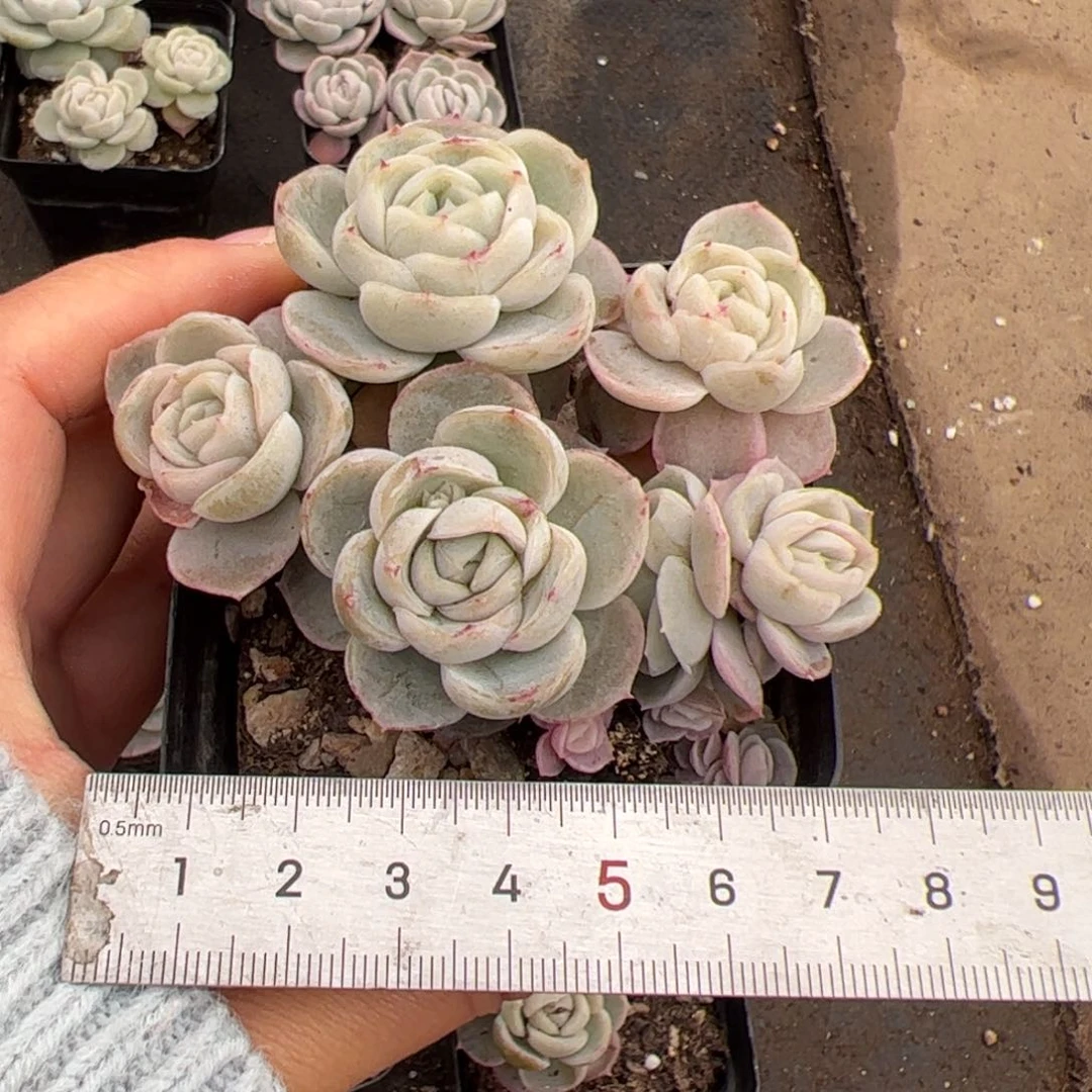 果***?643 多肉植物组合