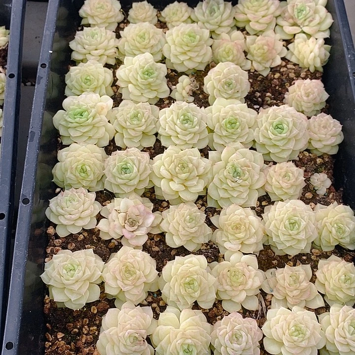 158 多肉植物盆栽花卉植物