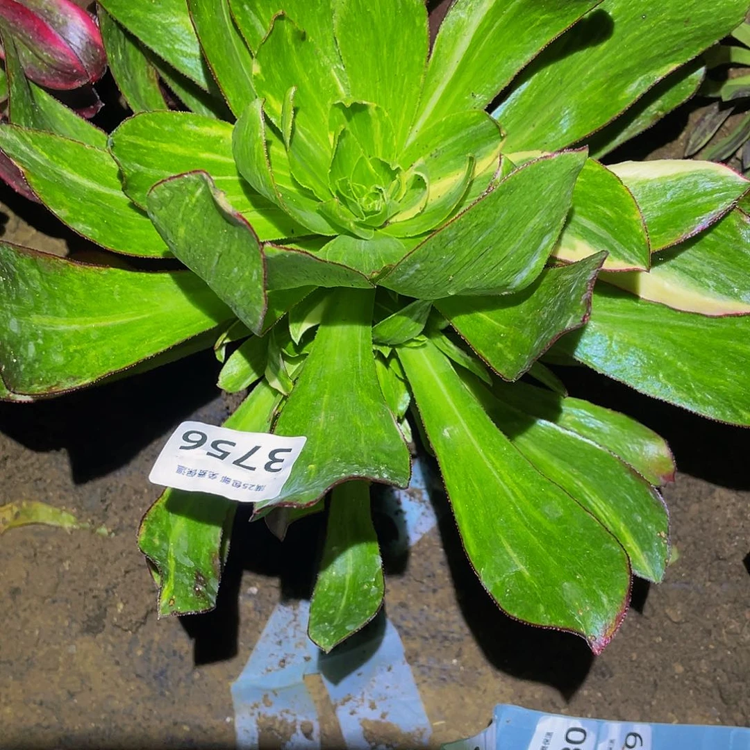 3756魅影七彩多肉植物