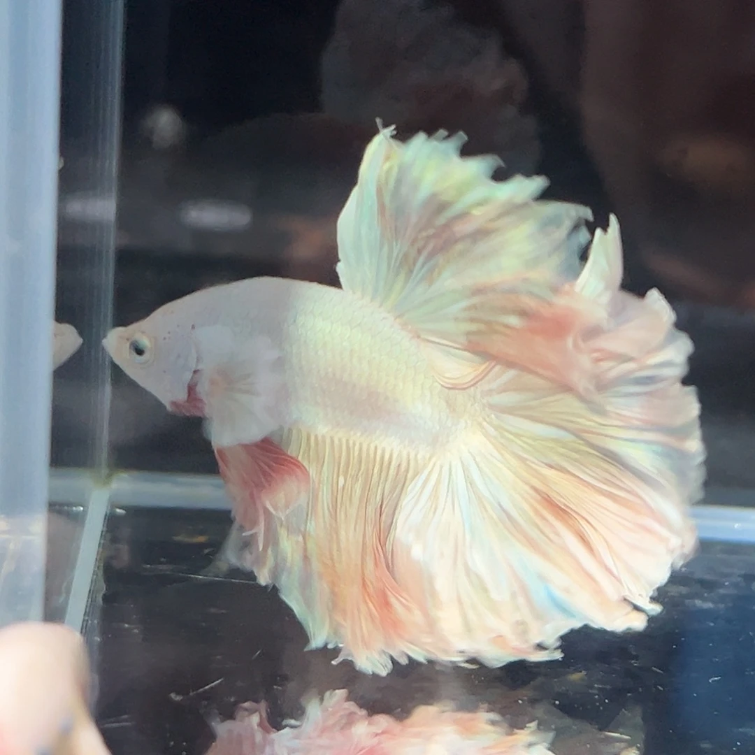 斗鱼20号亮瞎眼扶光色婚纱福利价