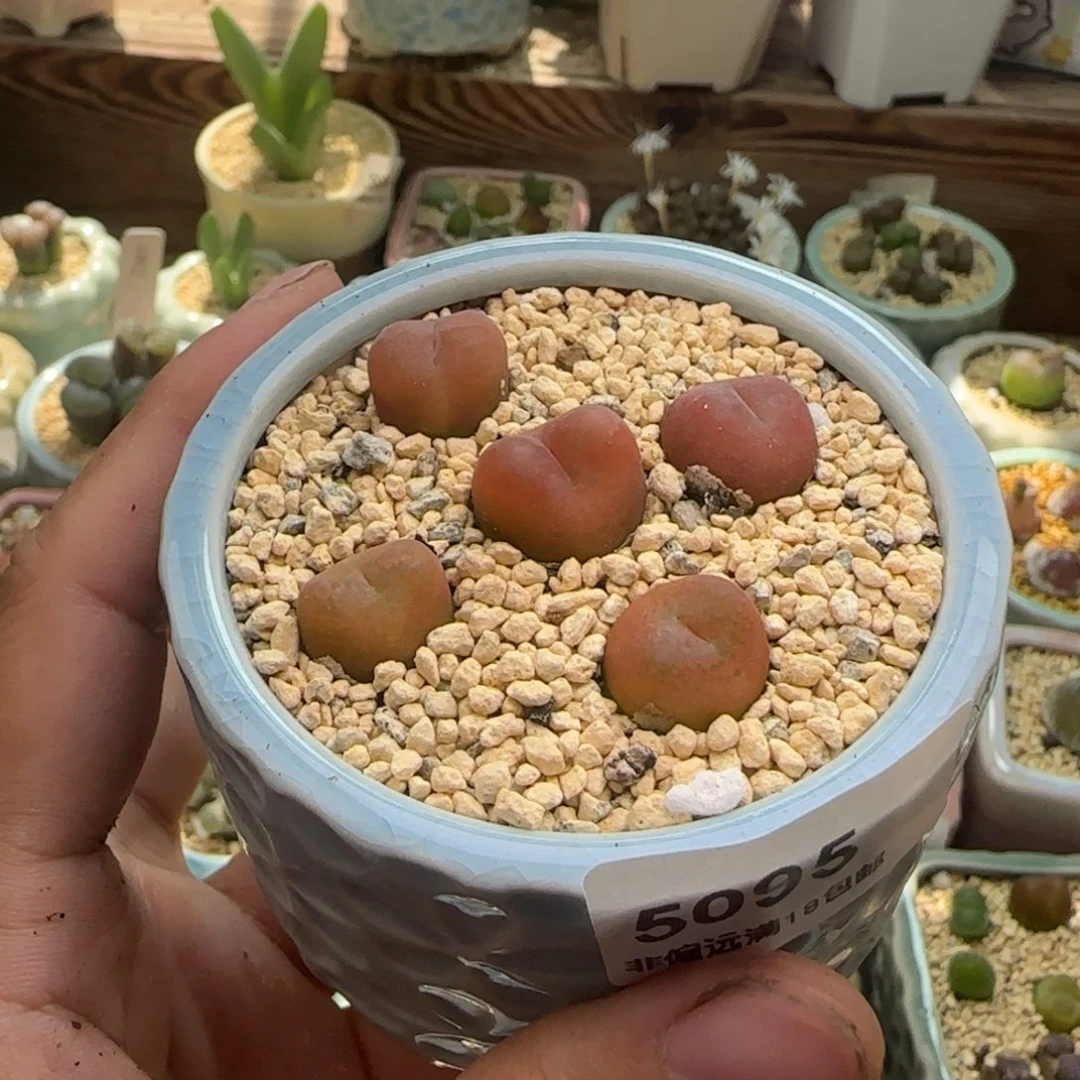 5095-一物一拍 带盆 水蜜桃 1430.5