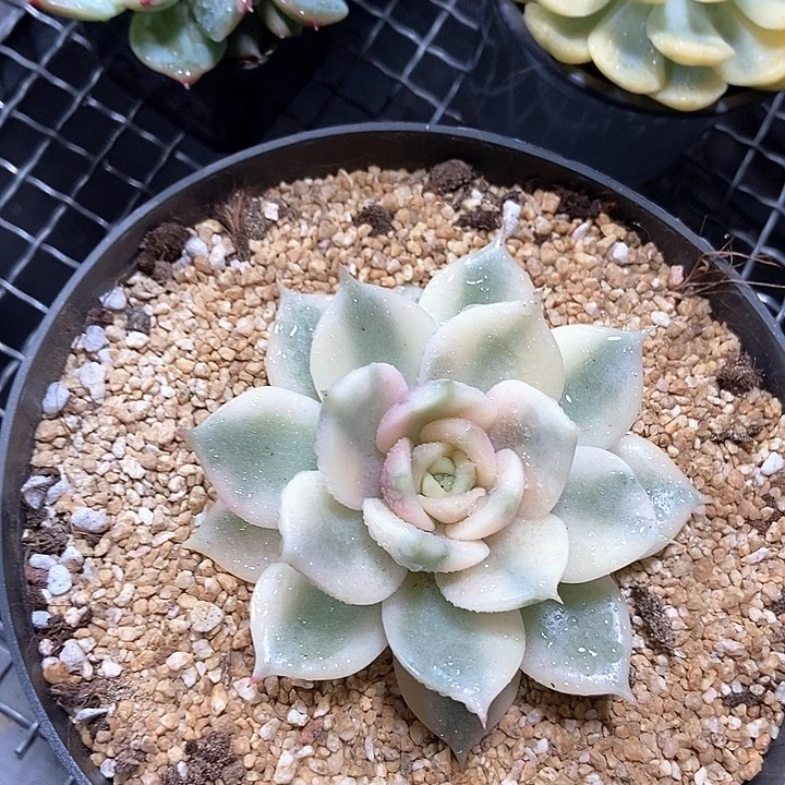 光***6贝加尔湖锦多肉植物