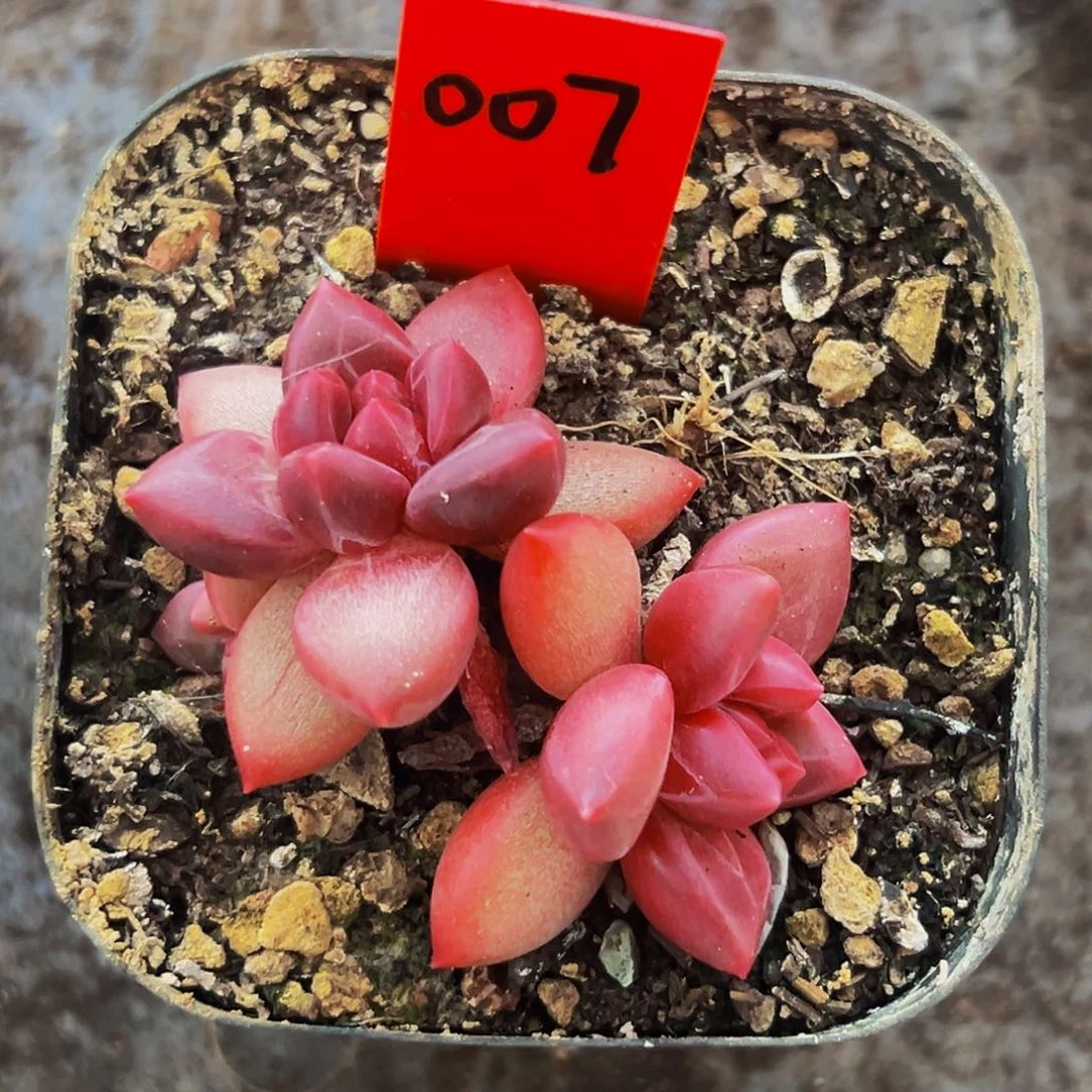 桔云多肉美人精品系列