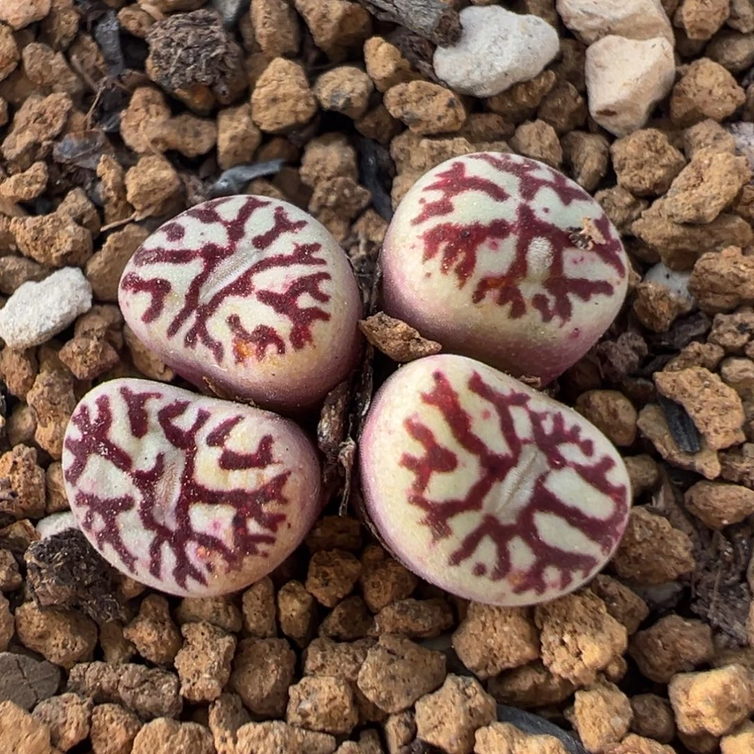 57多肉植物百科墨小锥