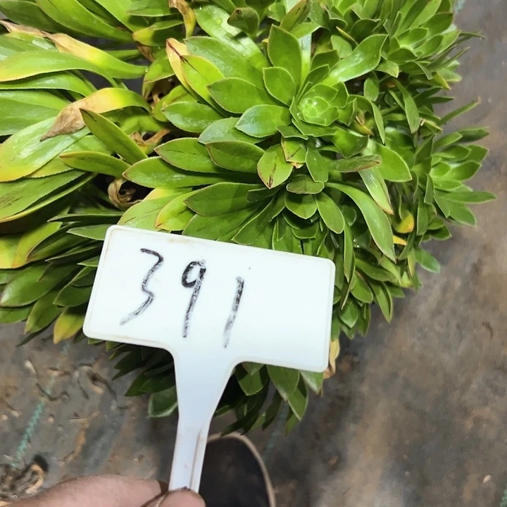 多肉植物园是绿法师