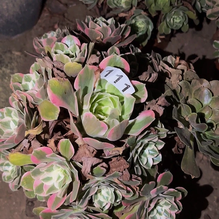 111女妖多肉植物不售后
