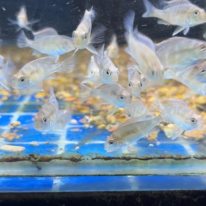 慈鲷3-3.5红头力×5只