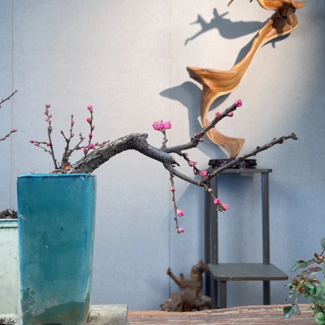 微月季盆景11111倚**雨