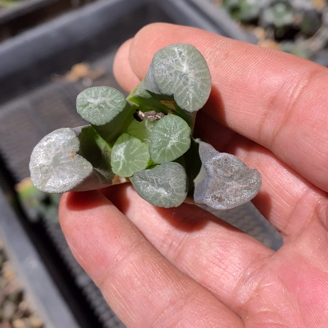 4145 一颗实生万象 超级福利