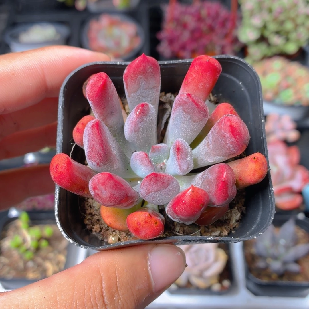 丘比特多肉9.9包邮发货