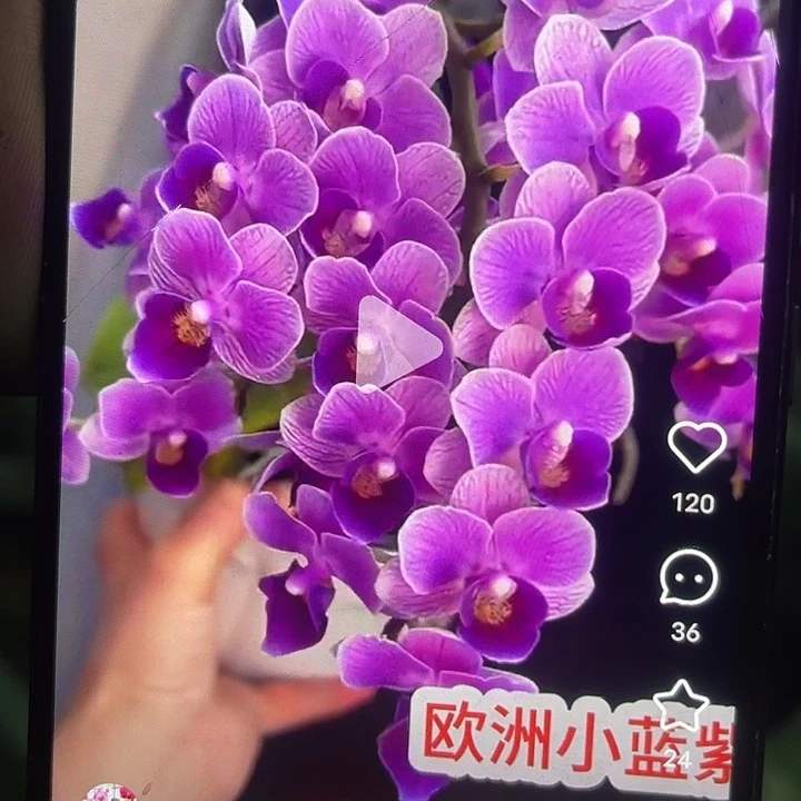 当前无花栽培后可以开花欧洲小蓝
