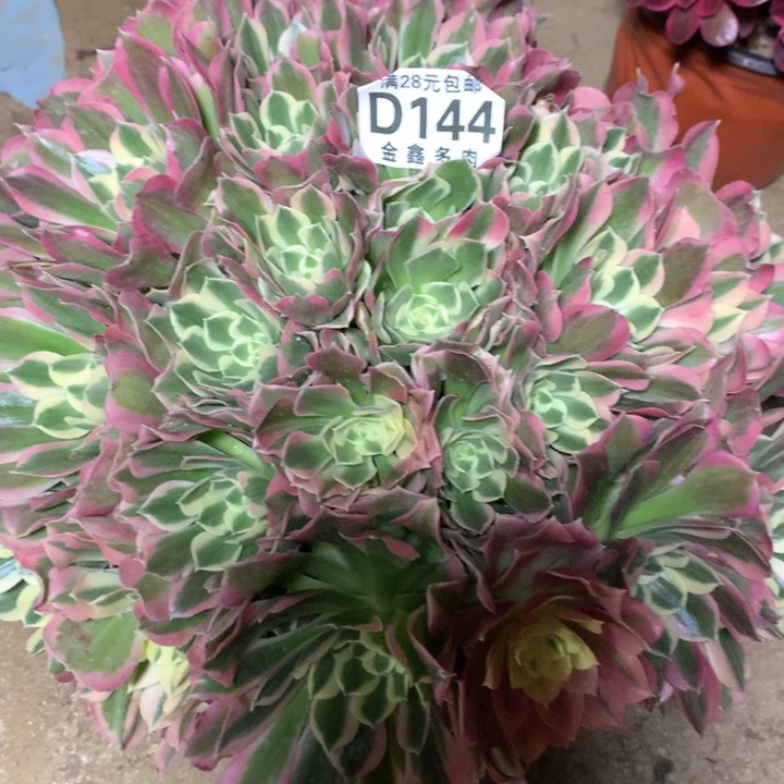 144多肉植物一物一拍