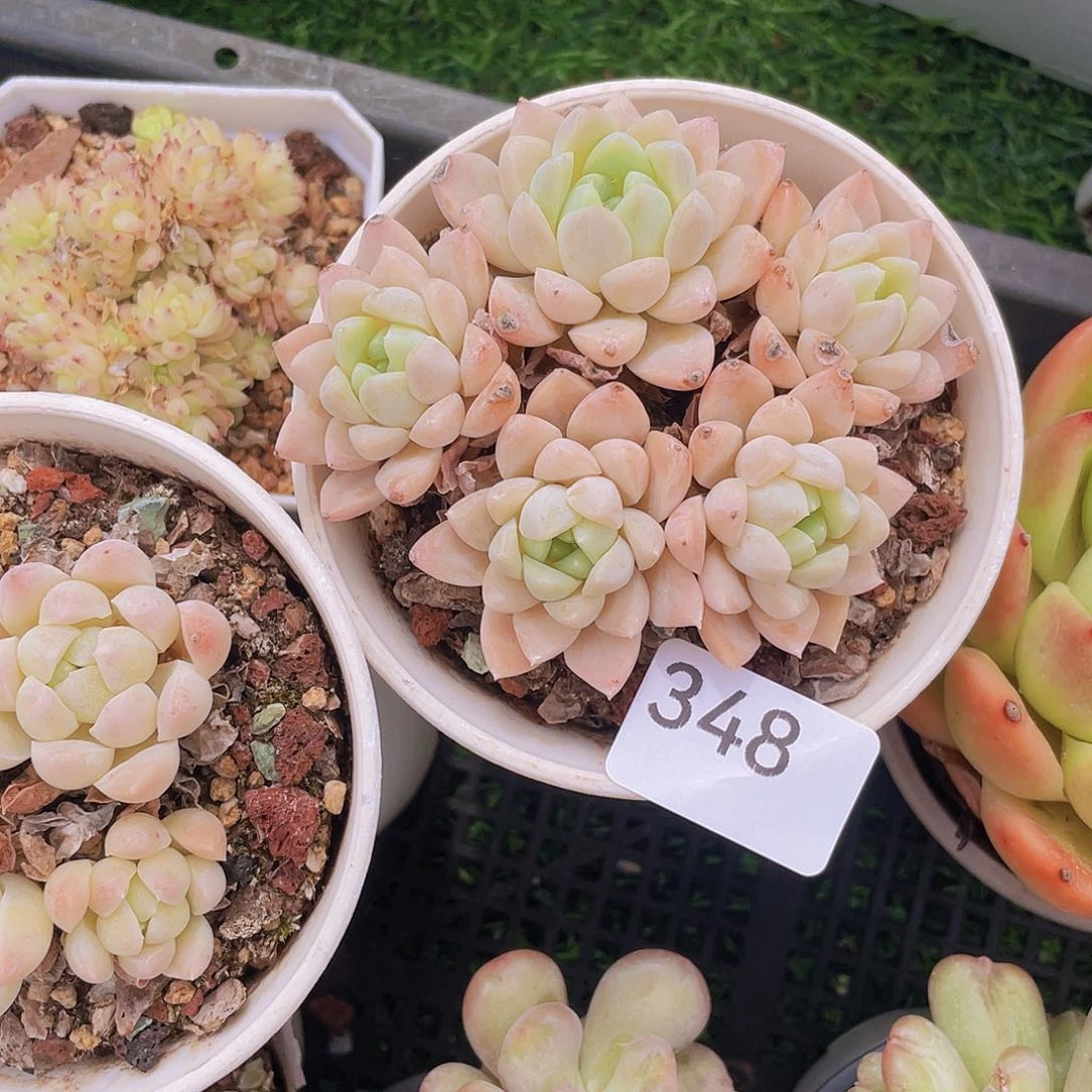 348。白月光。