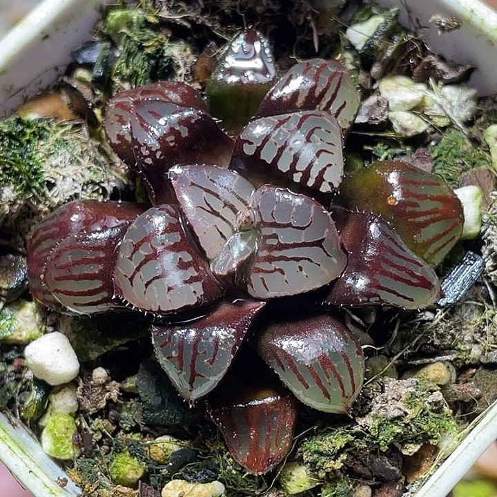 542水晶魔界特选福利