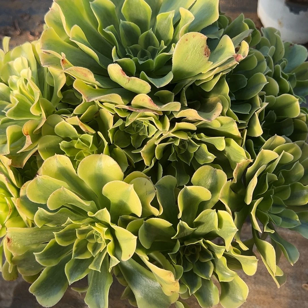 12.29-45绿豆沙多肉植物