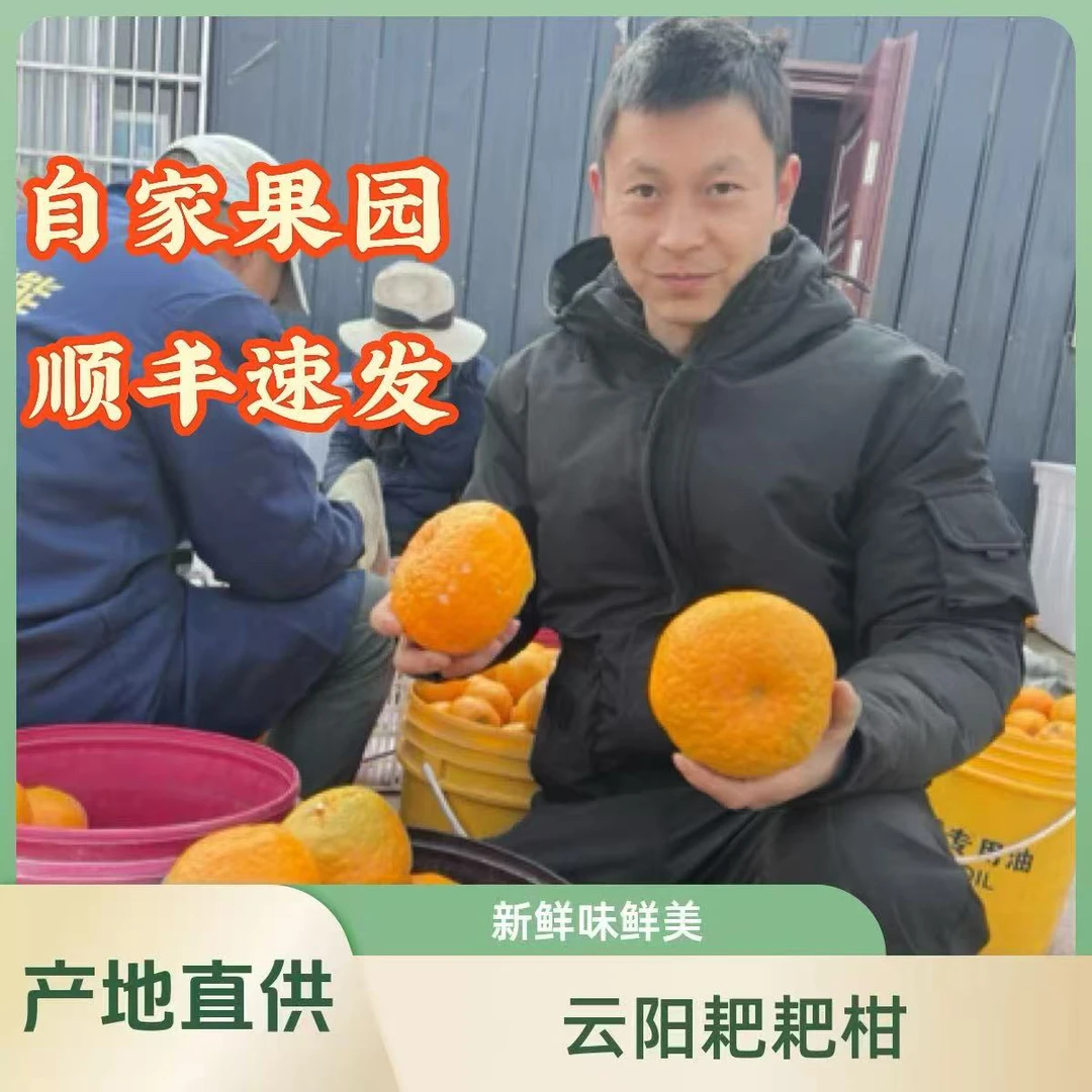 云阳凤鸣 耙耙柑