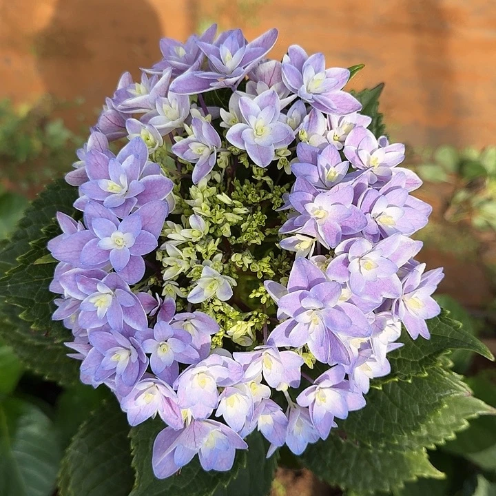 23号绣球/有色差介意勿拍/3单冷链包邮/偏远补运费去发德邦