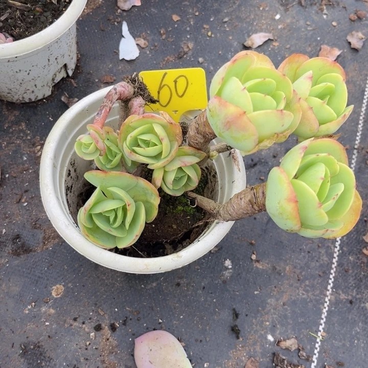 60 000000000000000000