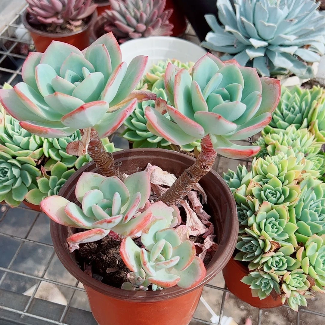 白月光多头群生老桩