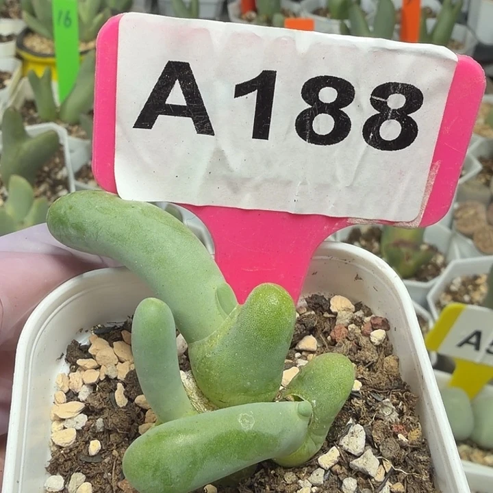 188mmmmmmmmmmmnmmnn