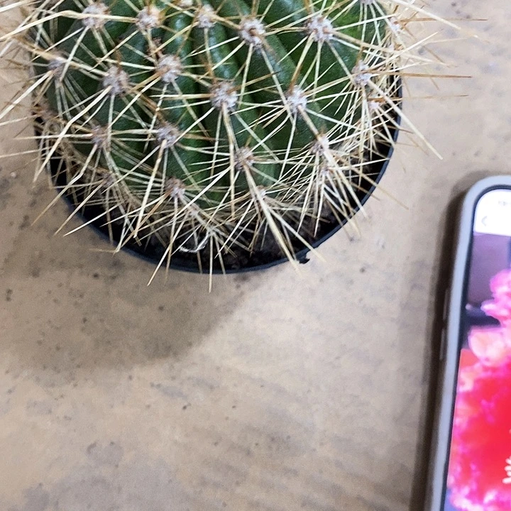 容耀毛花6公分左右毛花