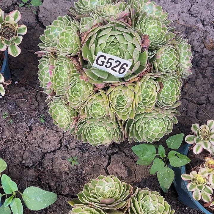 水蜜桃法师32//38包邮