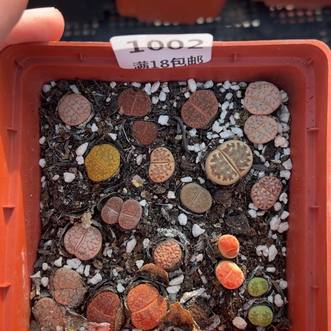 【闪购商品】1002……