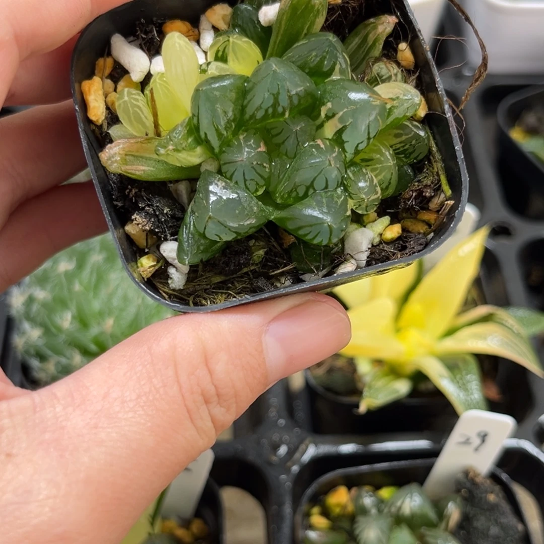 31号群生龙鳞玉露锦