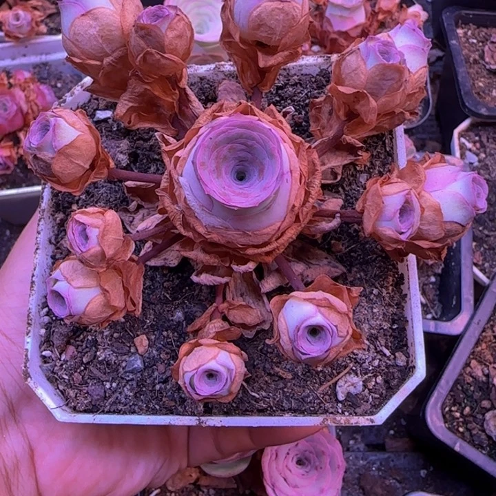 初晨玫瑰捧花1342427272727