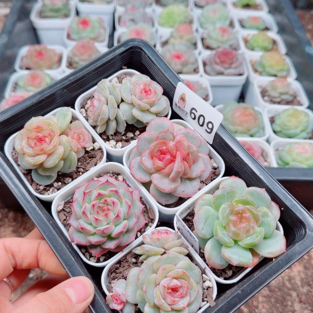 泡***x多肉植物多肉植物