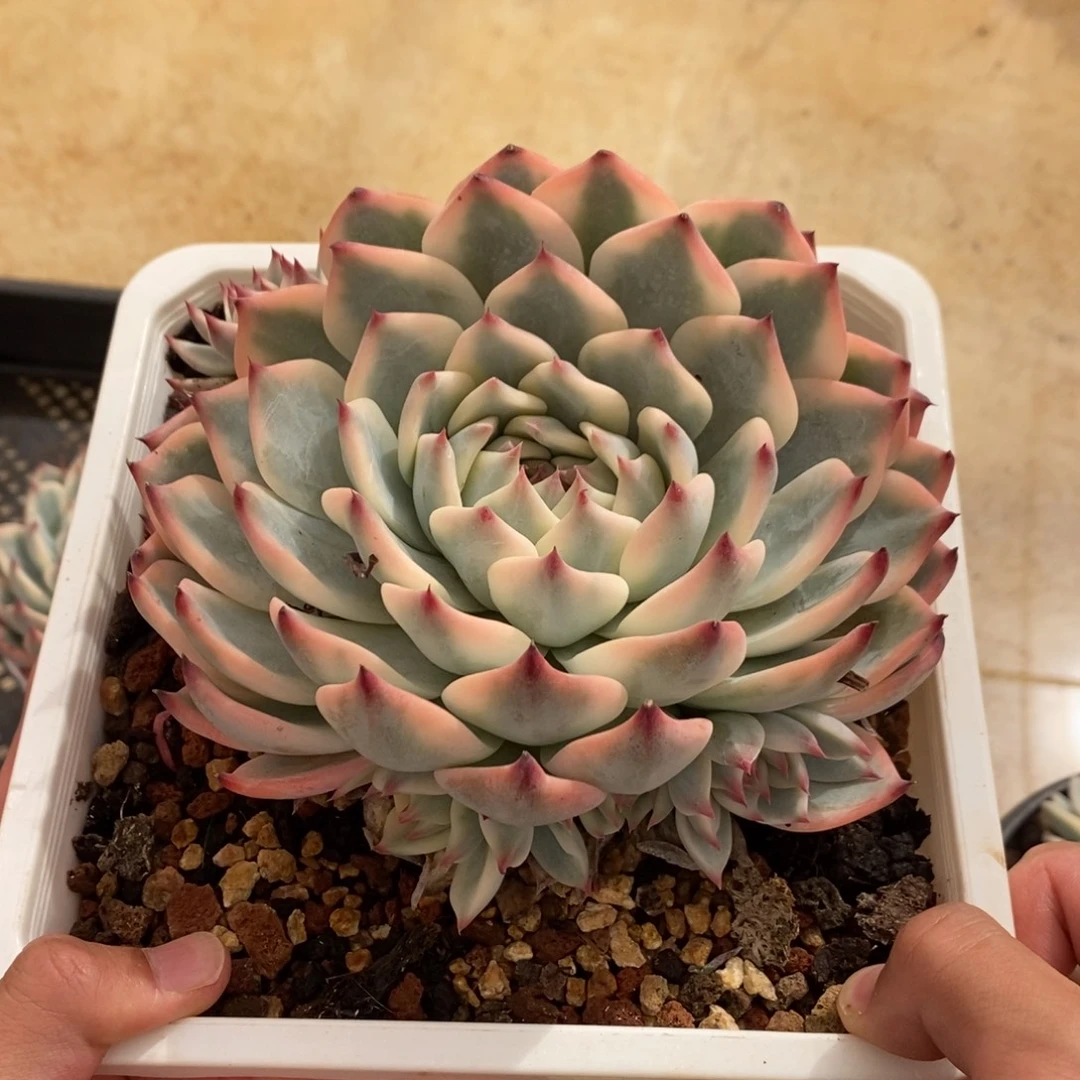 吉娃娃多肉植物7268