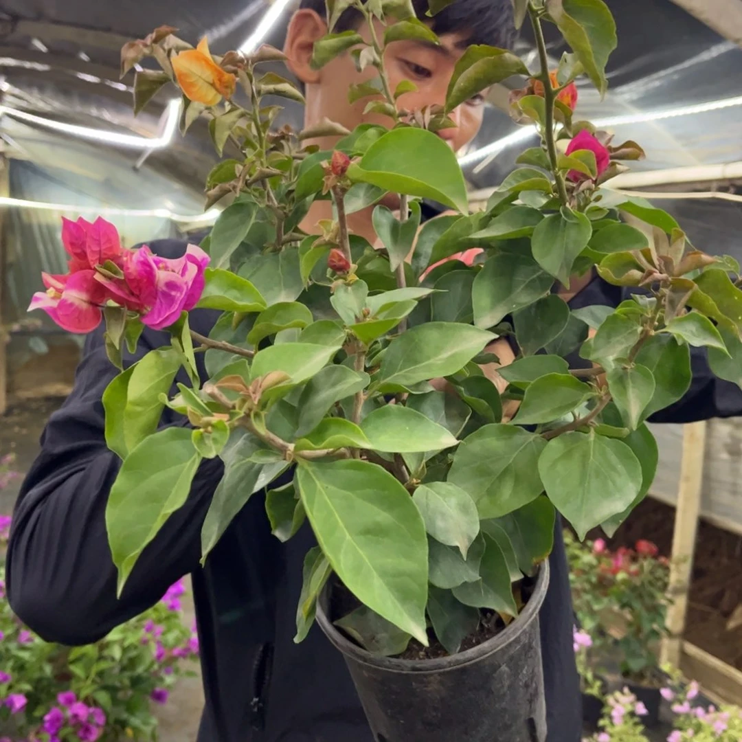 蓝***技完全开放（太妃糖）三角梅会落花落叶会光杆苗有大有小