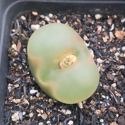 多肉肉锥 3.3Cm 大蟠桃