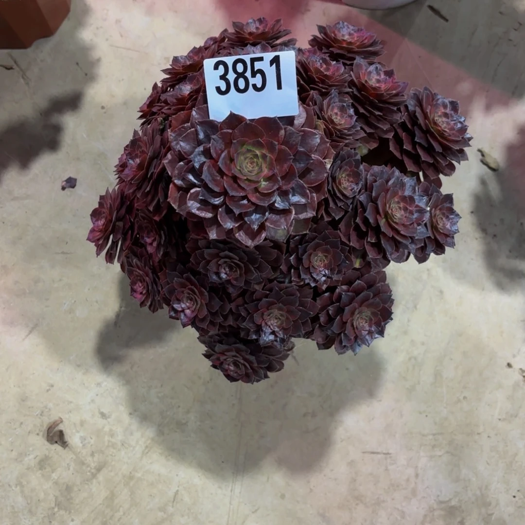 无花朵3851南爵111111