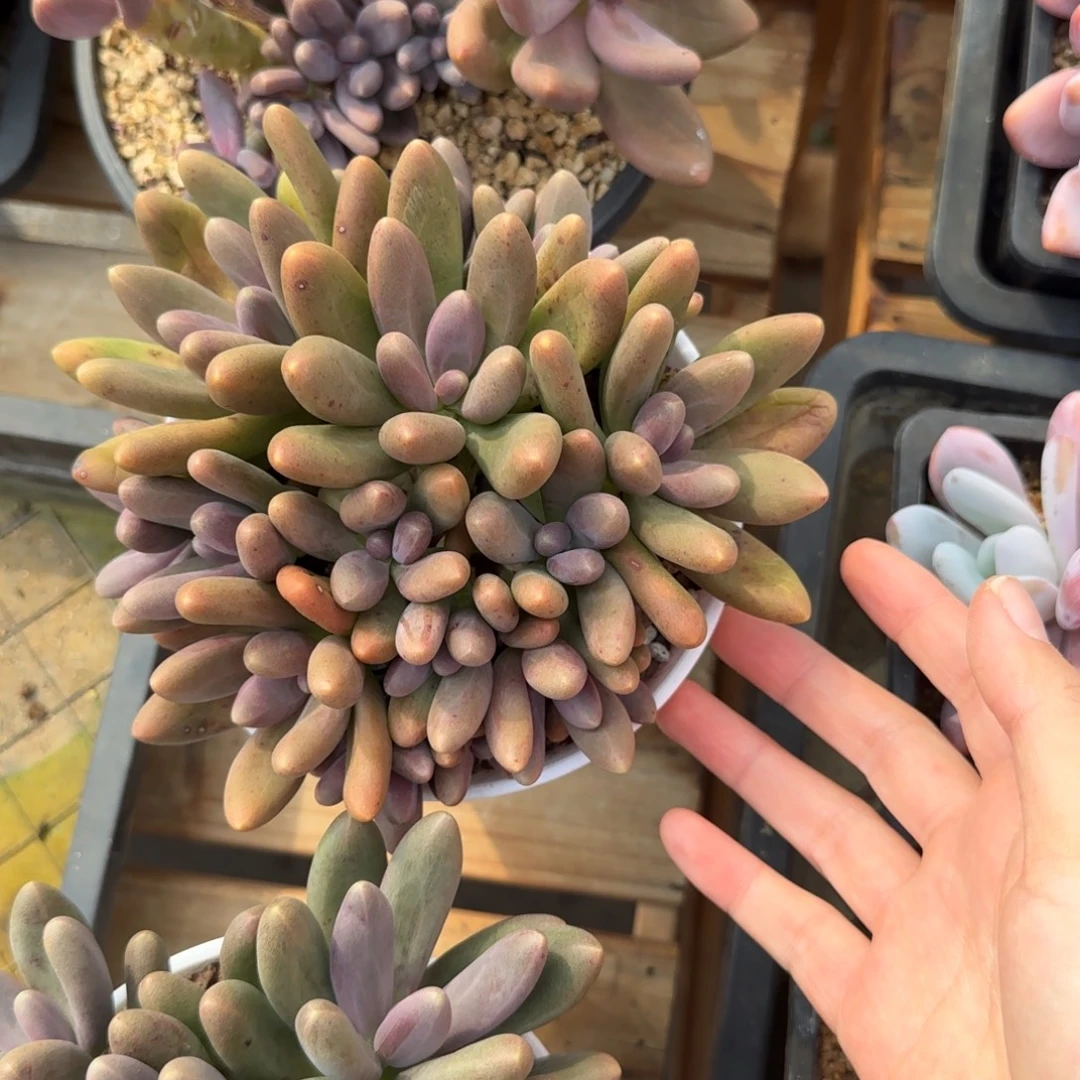 多肉植物 一物一拍