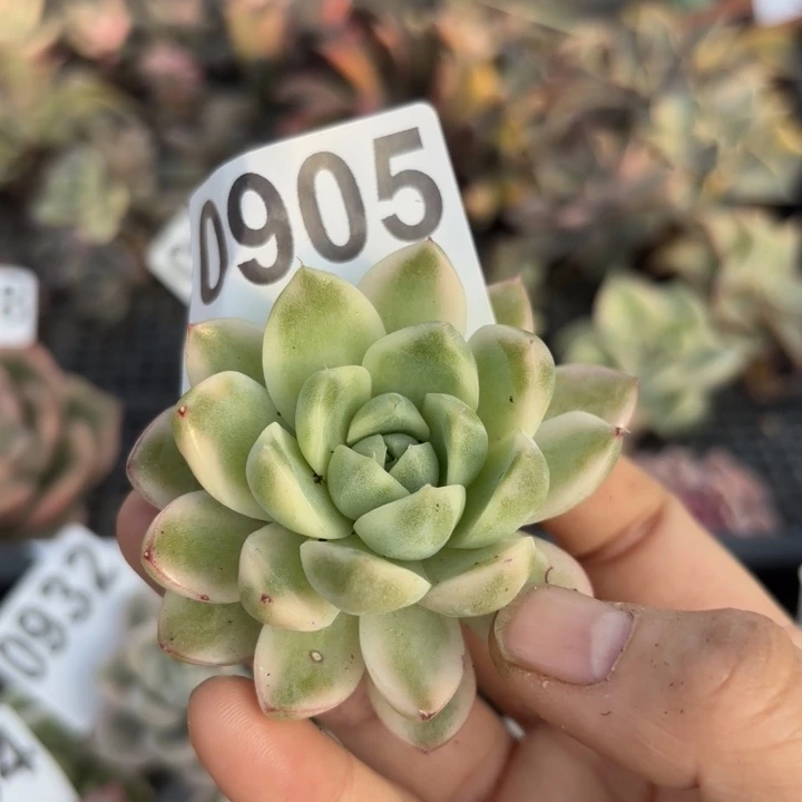 满18包邮当场凑单