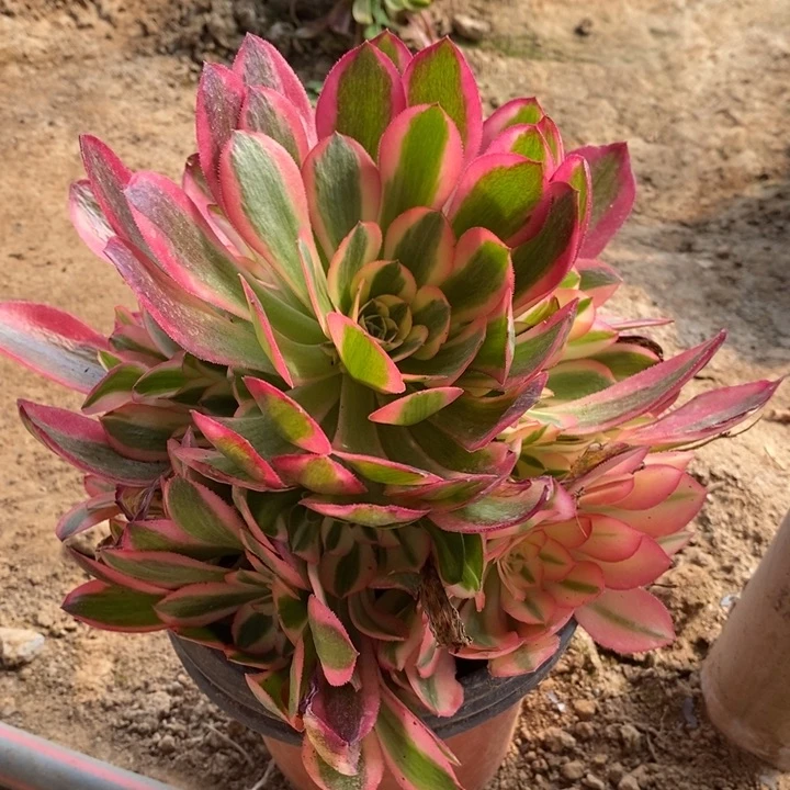 粉女巫多肉111法师