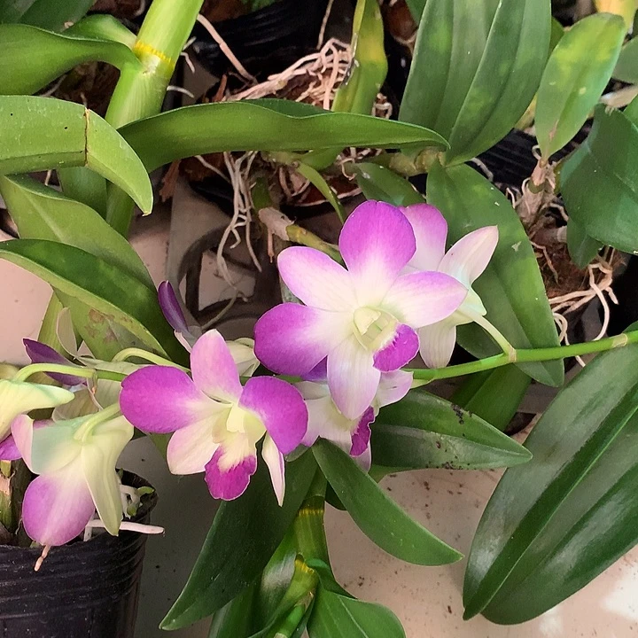 完全开放贵妇人大小2苗裸根发花叶不包损