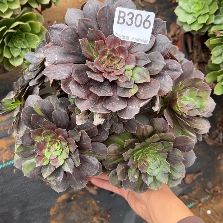 花月夜多肉植物306.