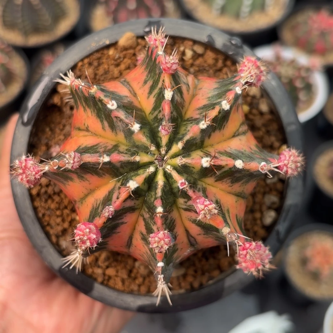 卡农昌母本复棱仙人球6000