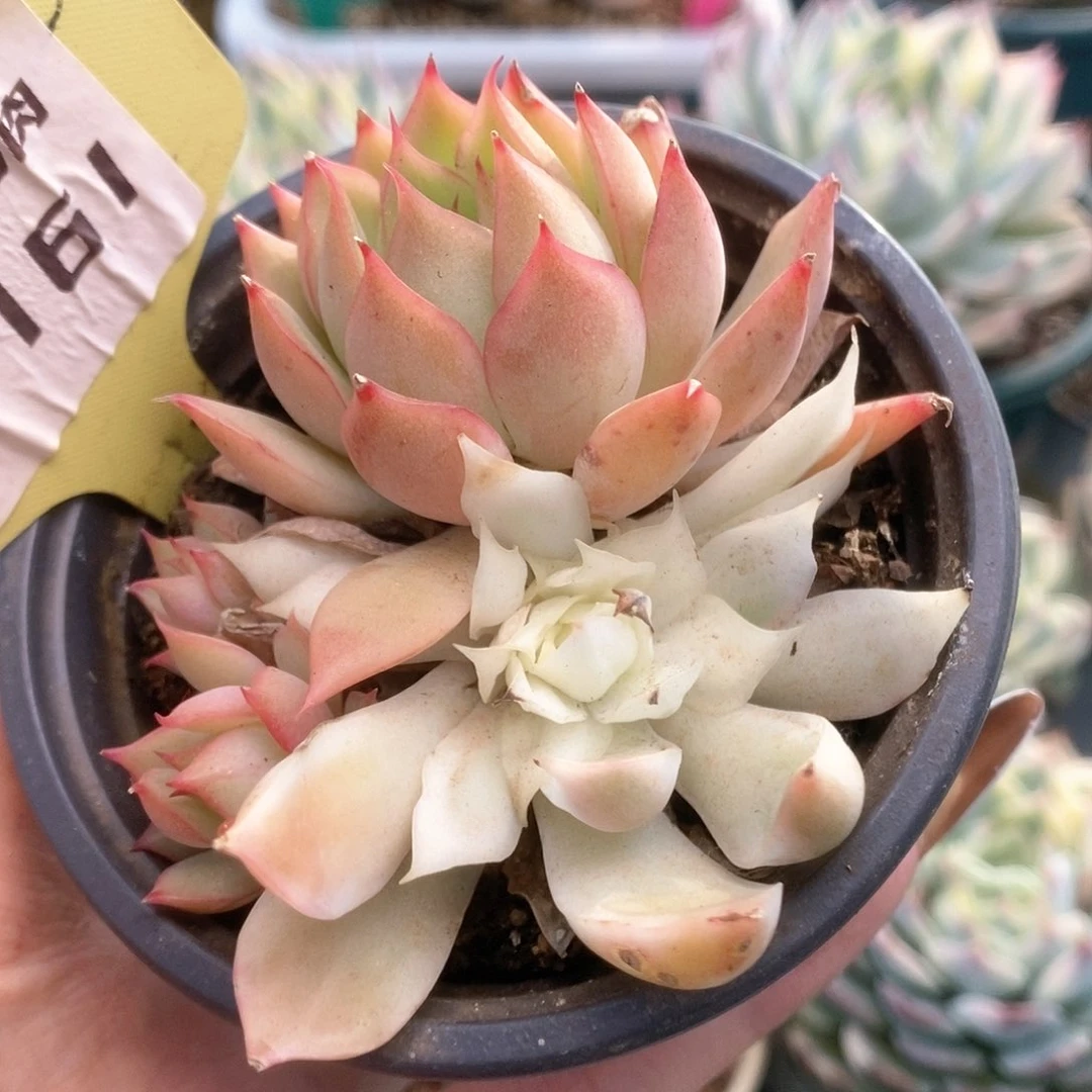 161宝莲灯锦锦锦锦锦锦