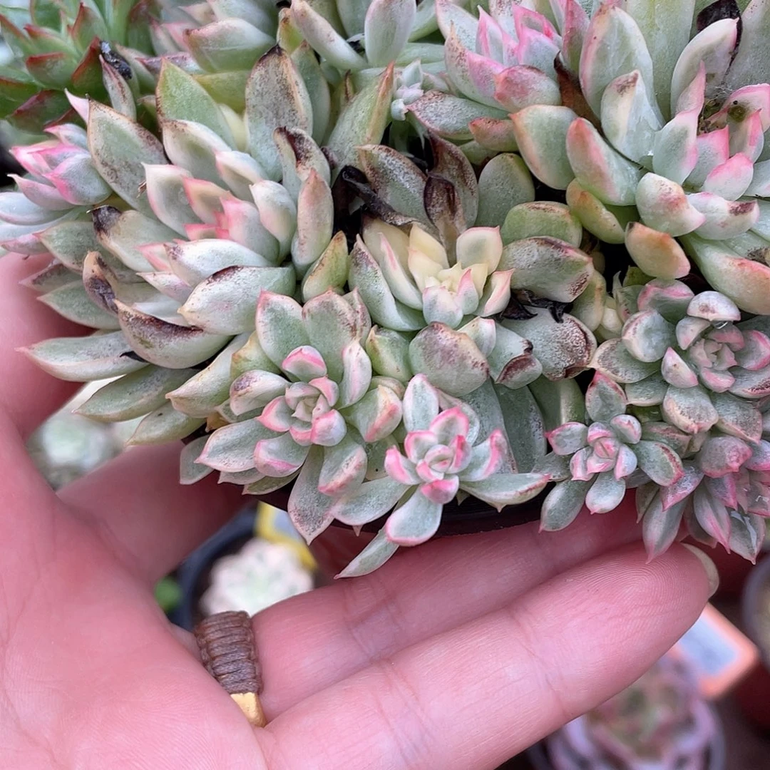 冰***冰607号多肉植物盆栽