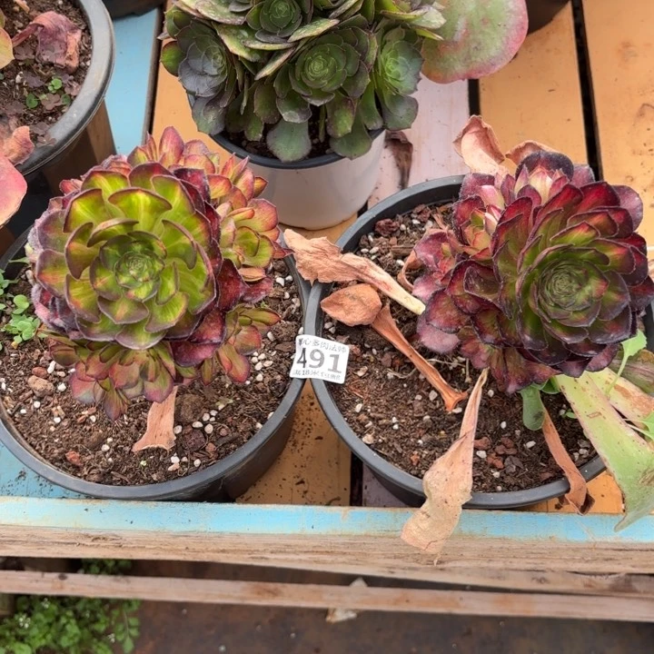 伦***喂491海王七彩掌心多肉法师锦不包侧枝断枝