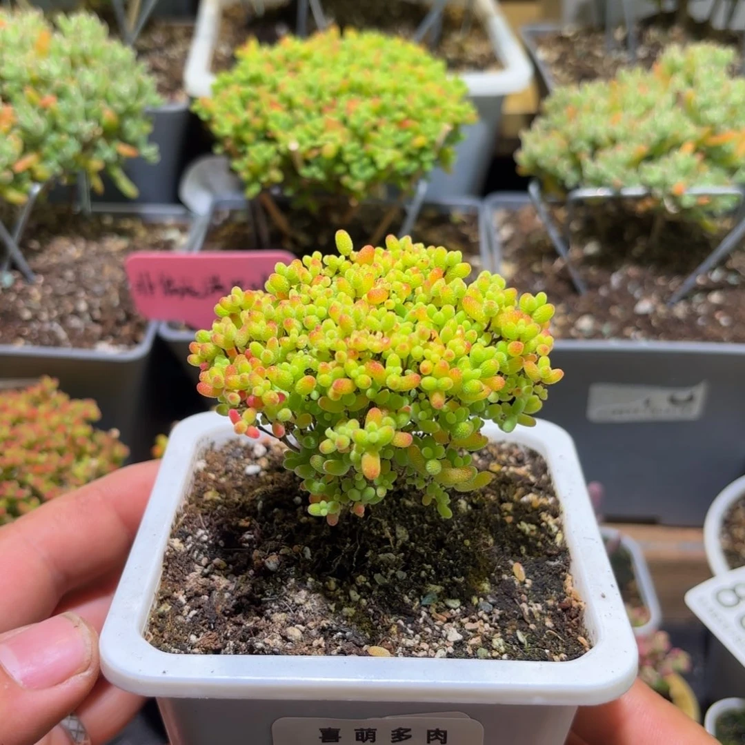 枝干番杏密橘糖球910