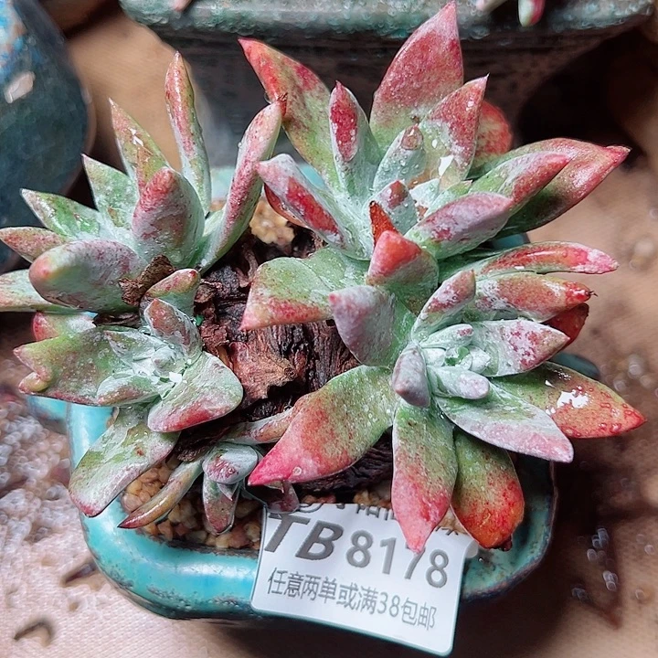 8178墨西哥苹果叶仙女杯