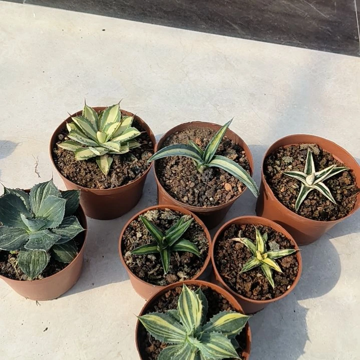 生***喜多肉植物龙舌兰睡布袋