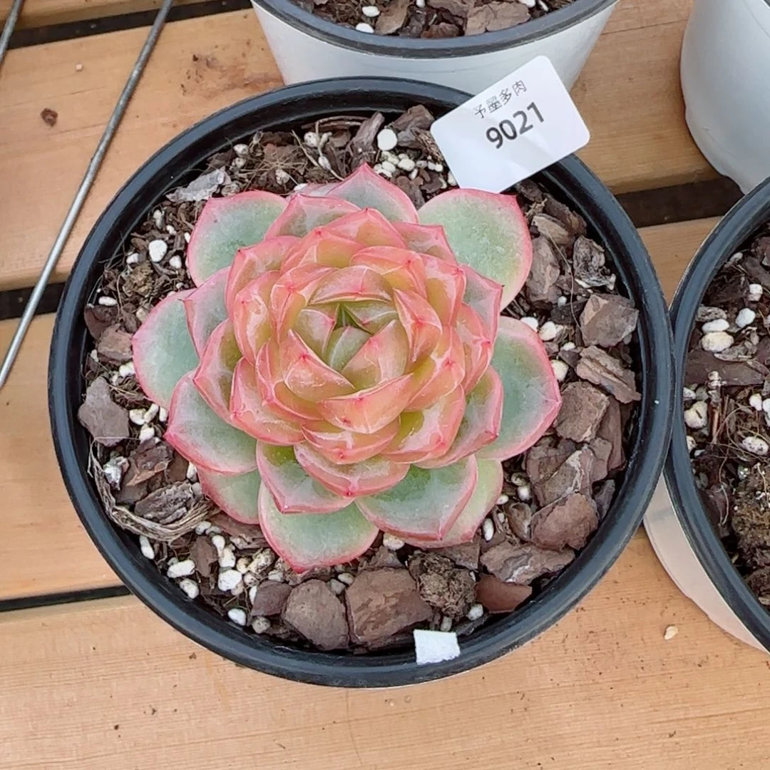 卷****海洋之星，9021多肉植物