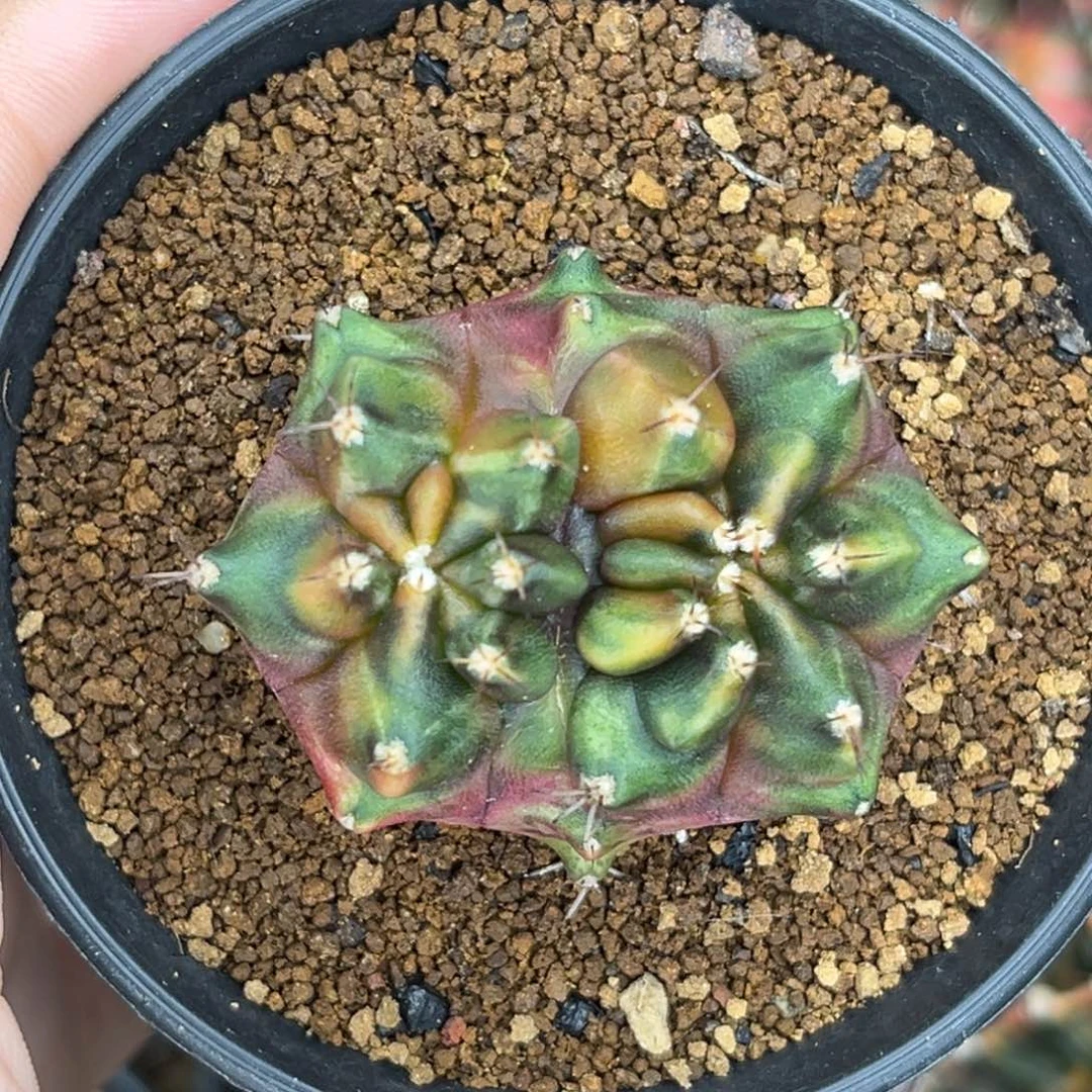 泰系cprb乌贼 侧牙 带盆土