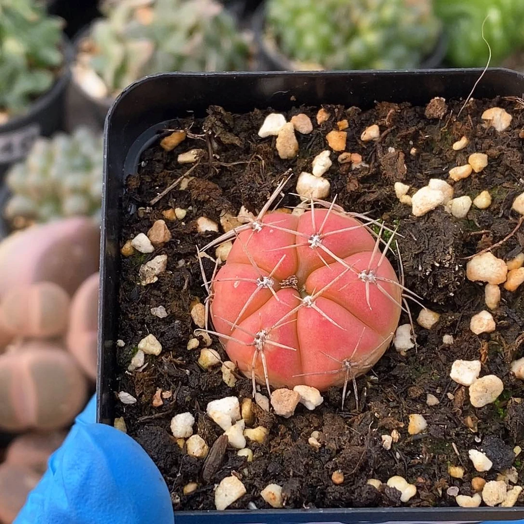 980 实生海王丸 带盆土 卡2.8